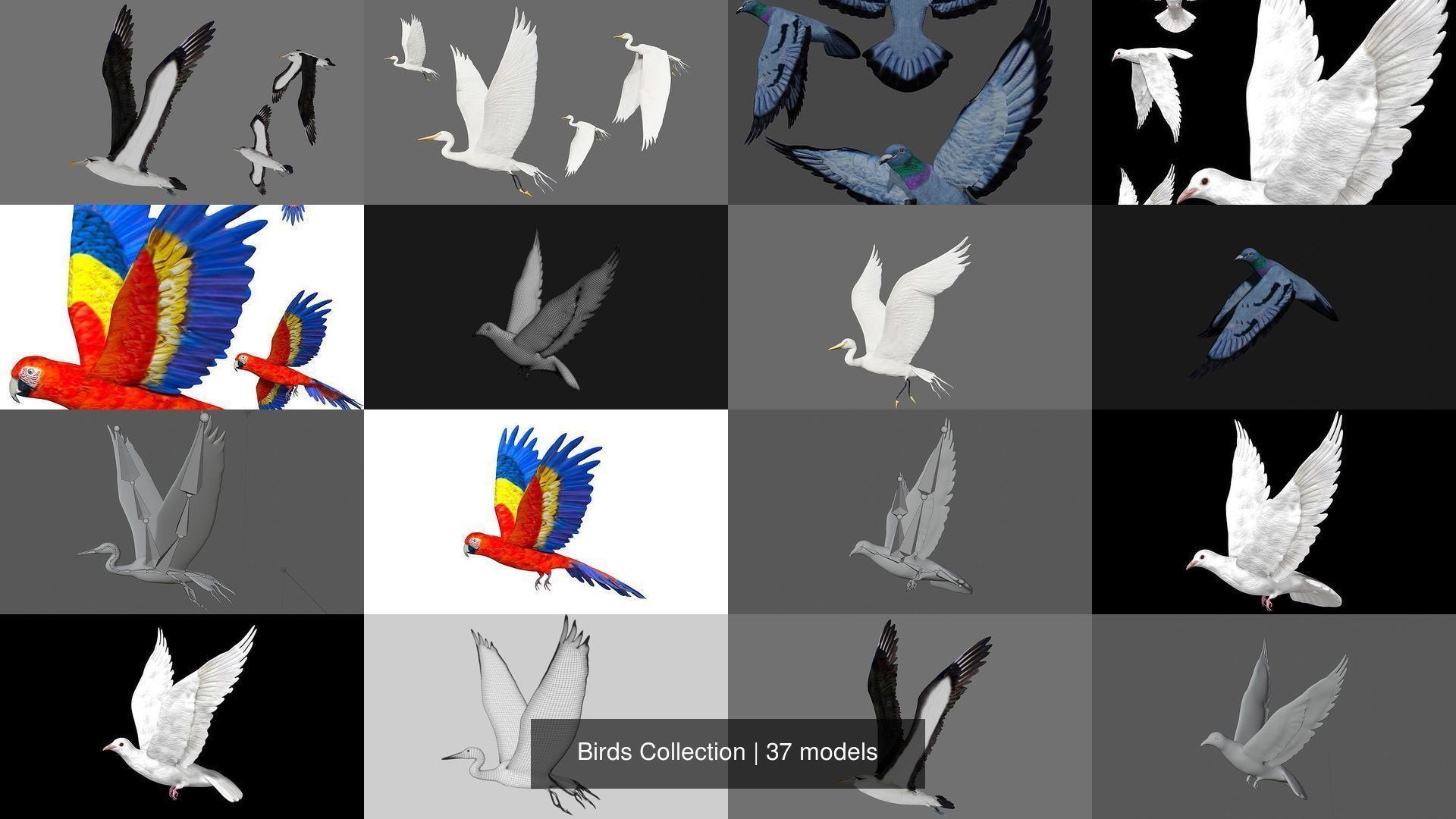 Birds Collection eagle in flight _9