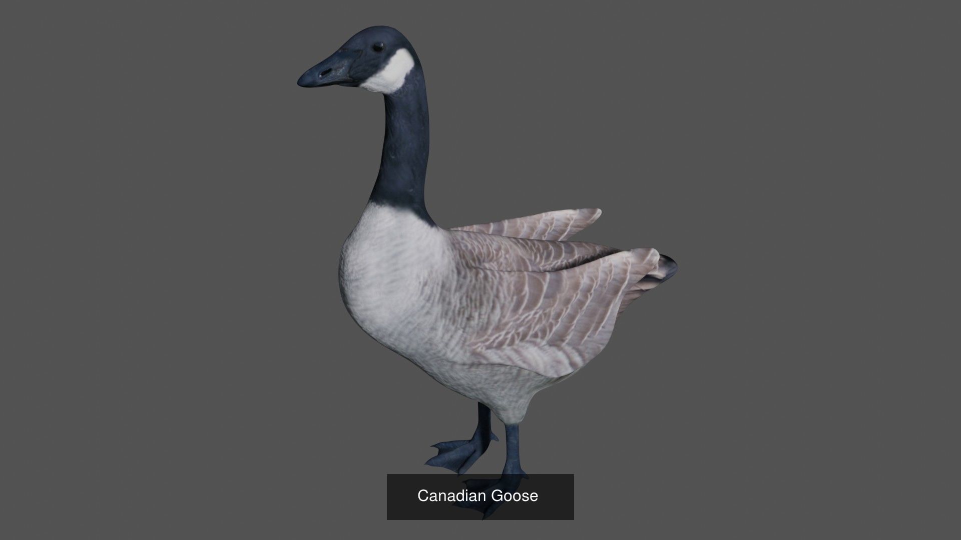 Birds Collection eagle in flight _23