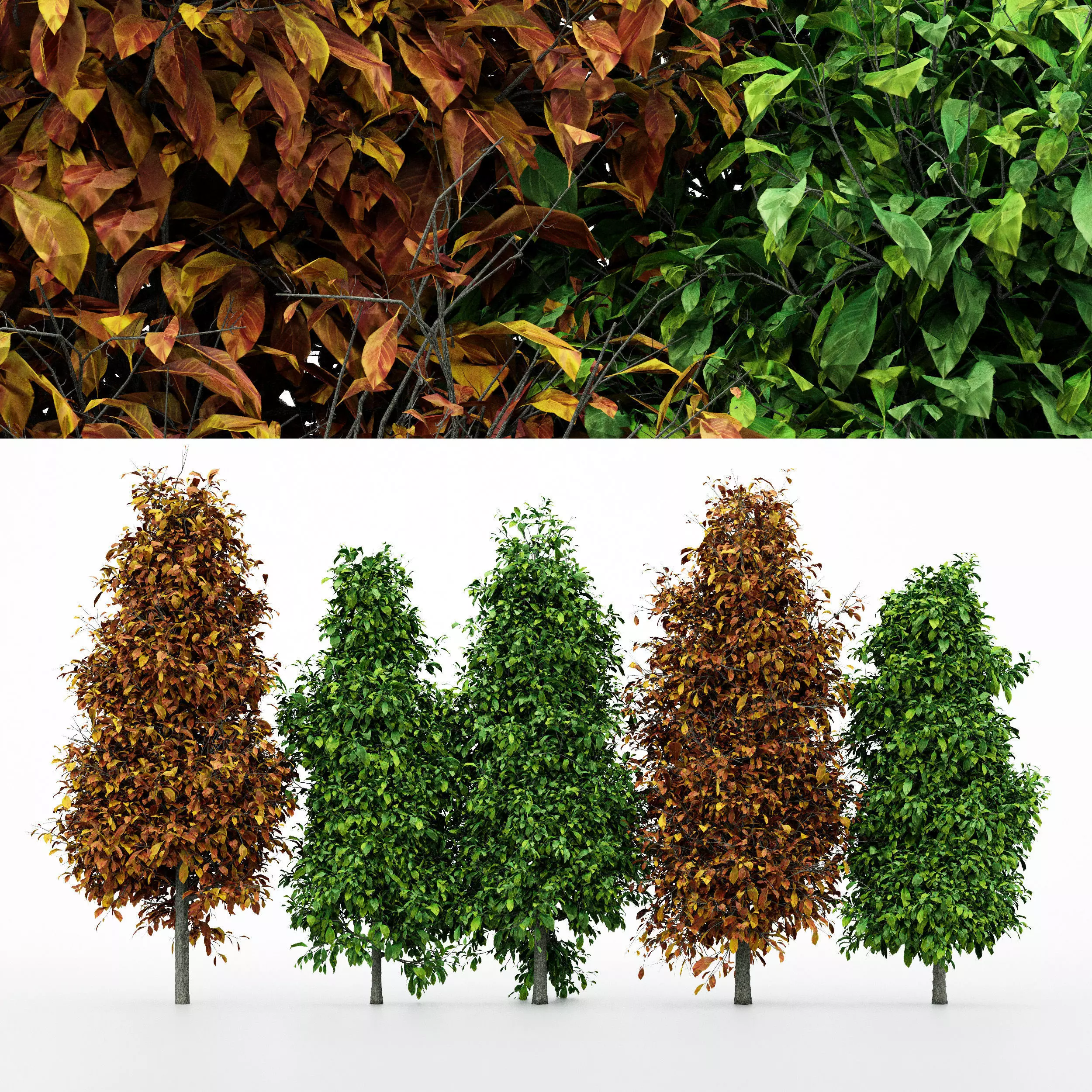 5diffrent tree Sourwood 5 trees Models in the scene Free 3D model
