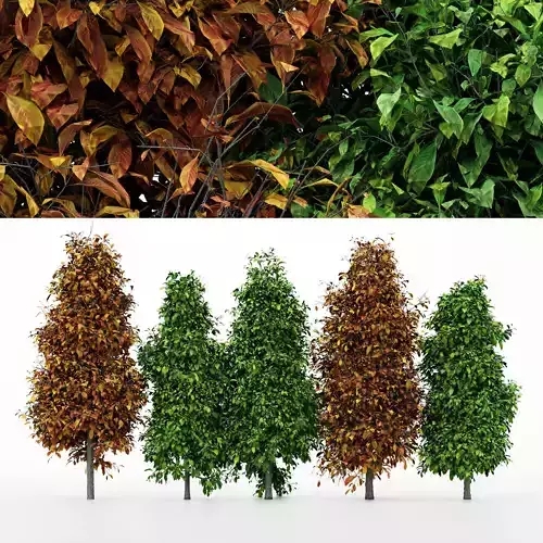 5diffrent tree Sourwood 5 trees Models in the scene