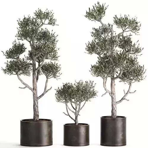 Olive tree in a rusty flowerpot for the interior 991