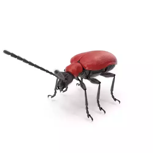 Scarlet lily beetle 3D model
