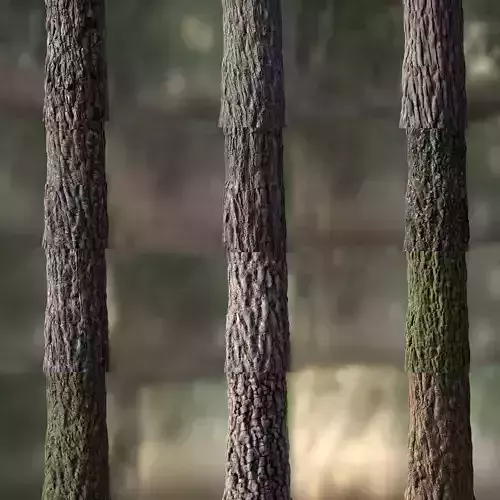 Tree Bark Texture