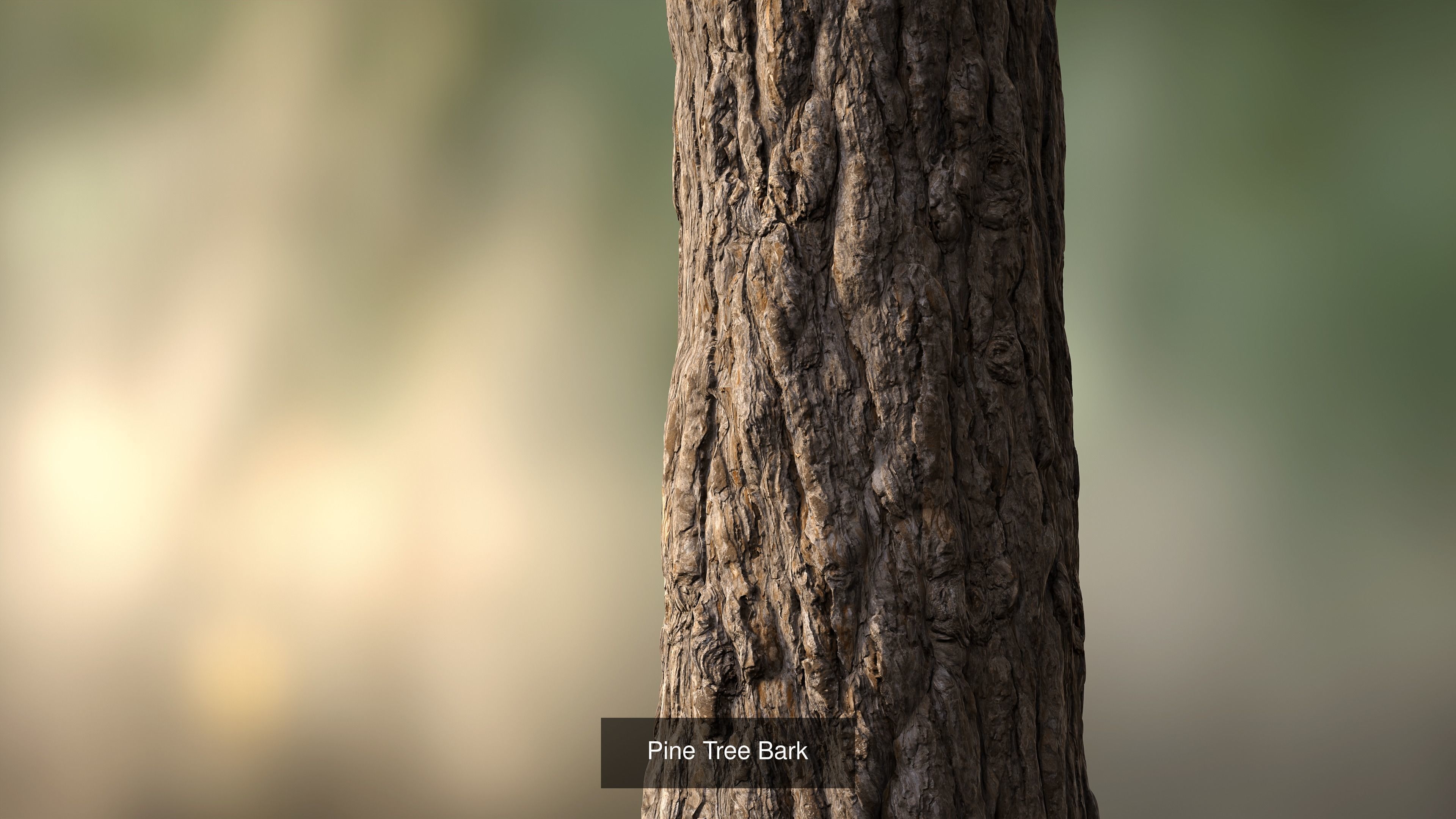 Tree Bark Texture_23