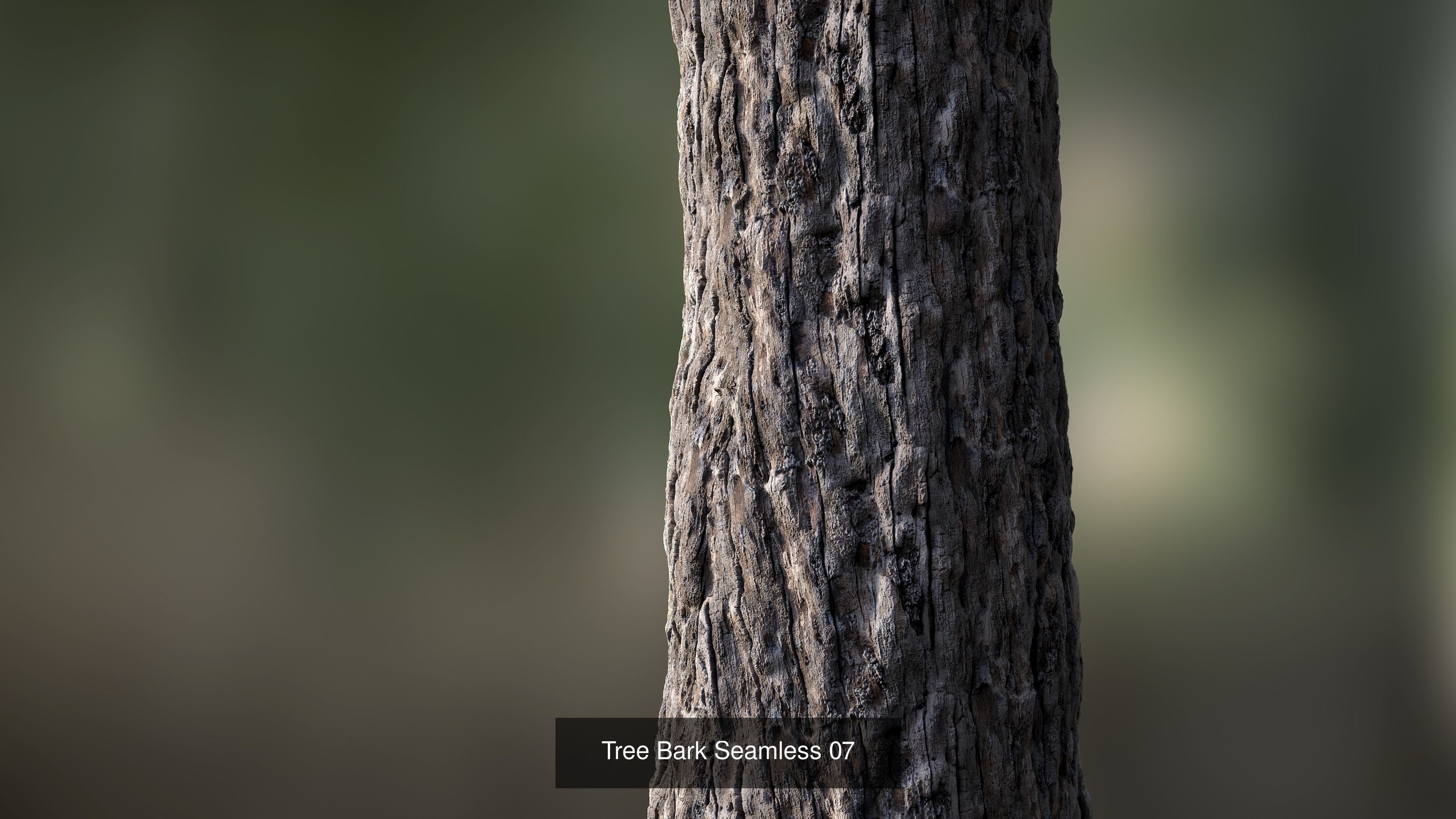 Tree Bark Texture_13