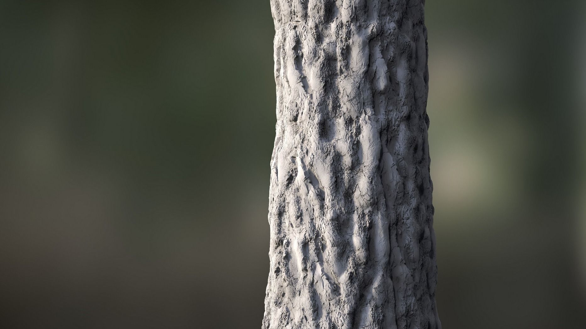 Tree Bark Texture_16