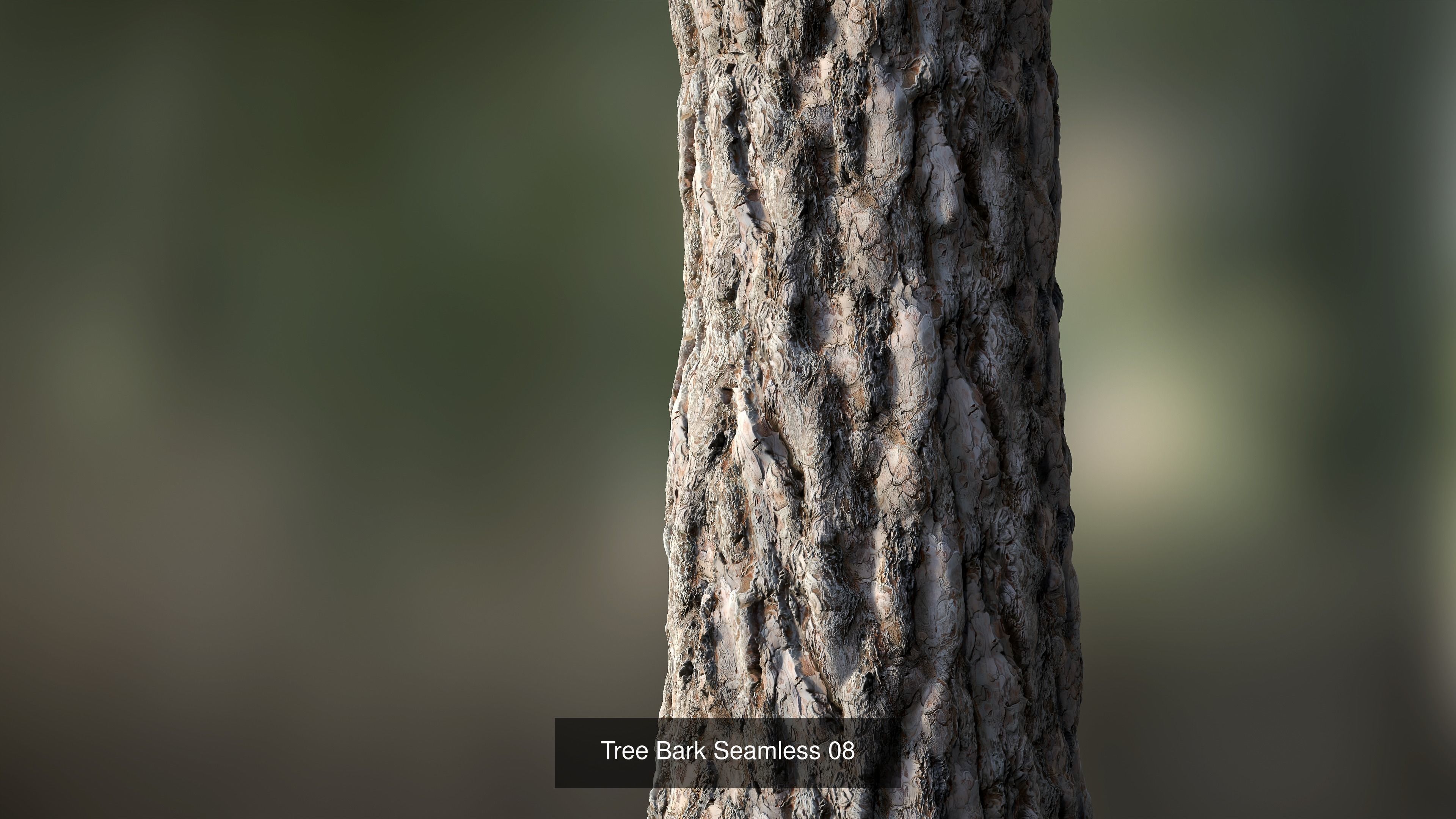 Tree Bark Texture_15