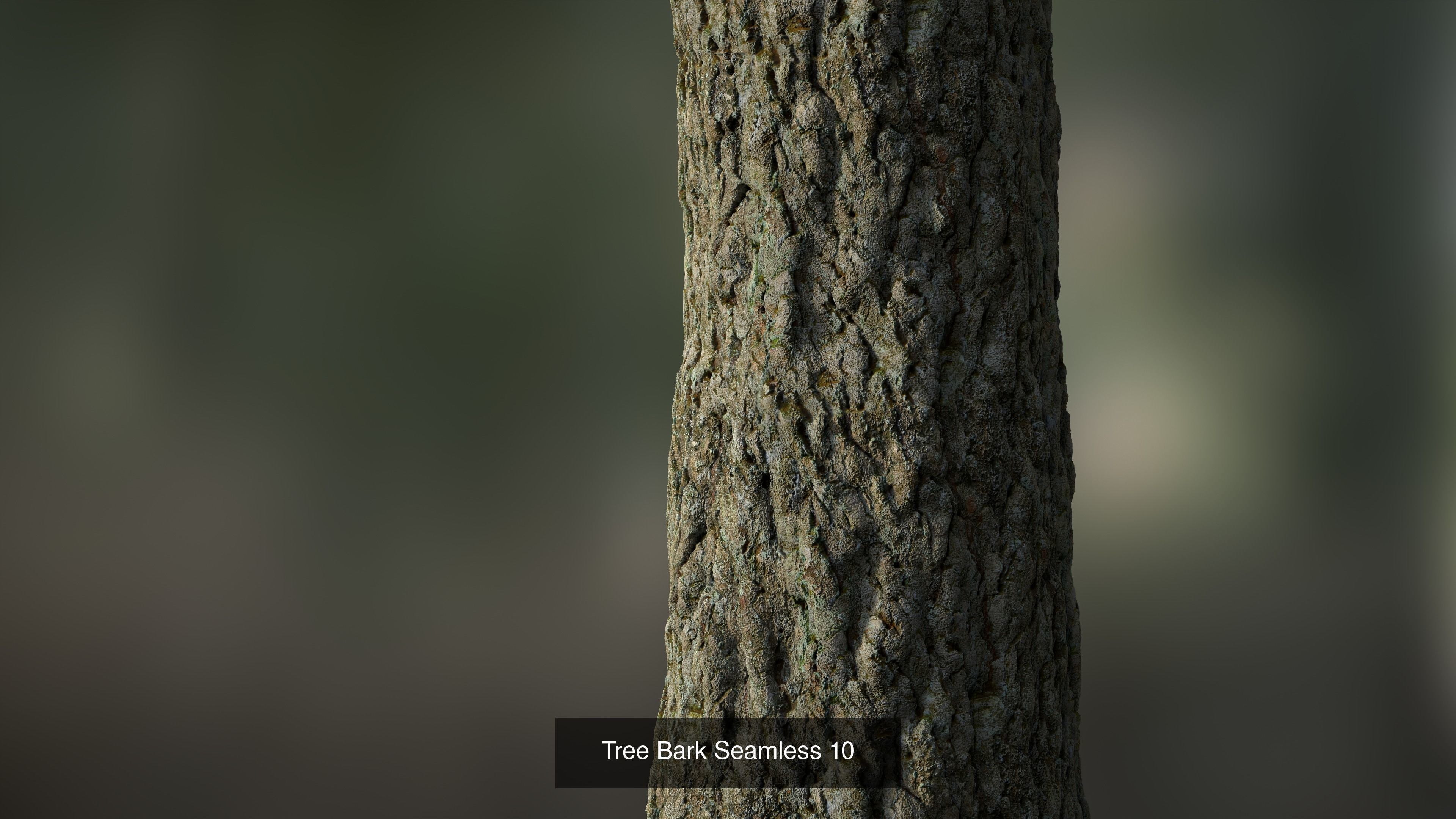 Tree Bark Texture_19