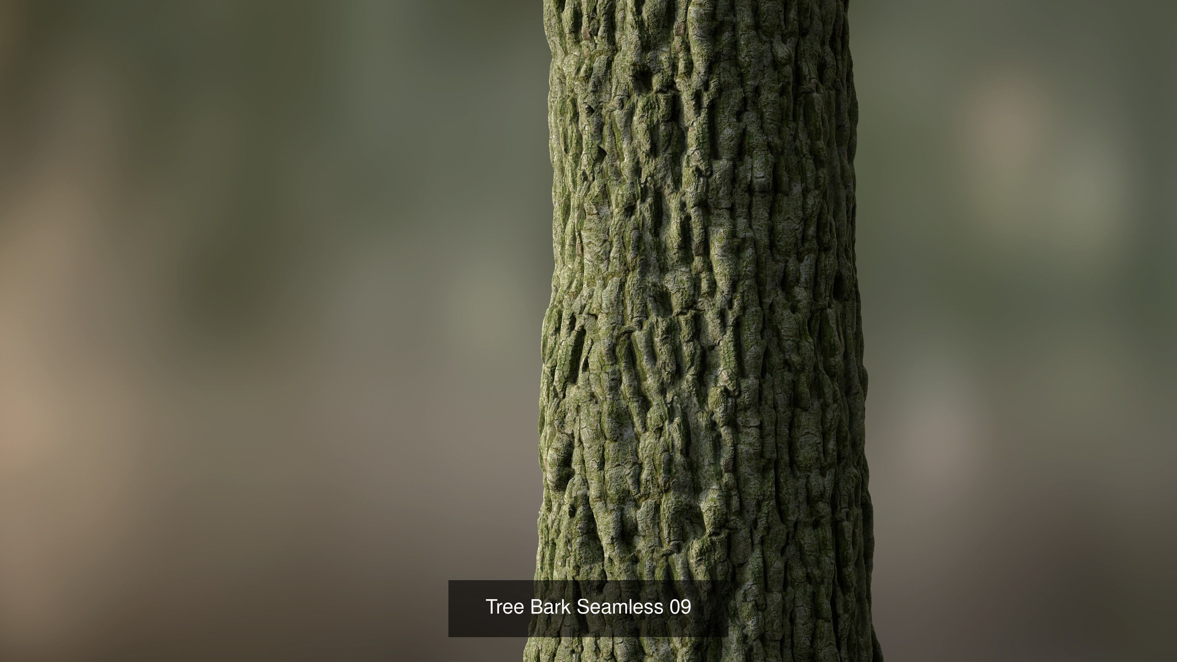 Tree Bark Texture_17