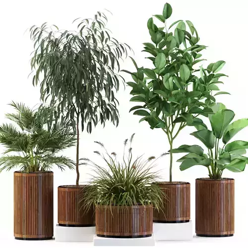 Plants collection 542 3D model