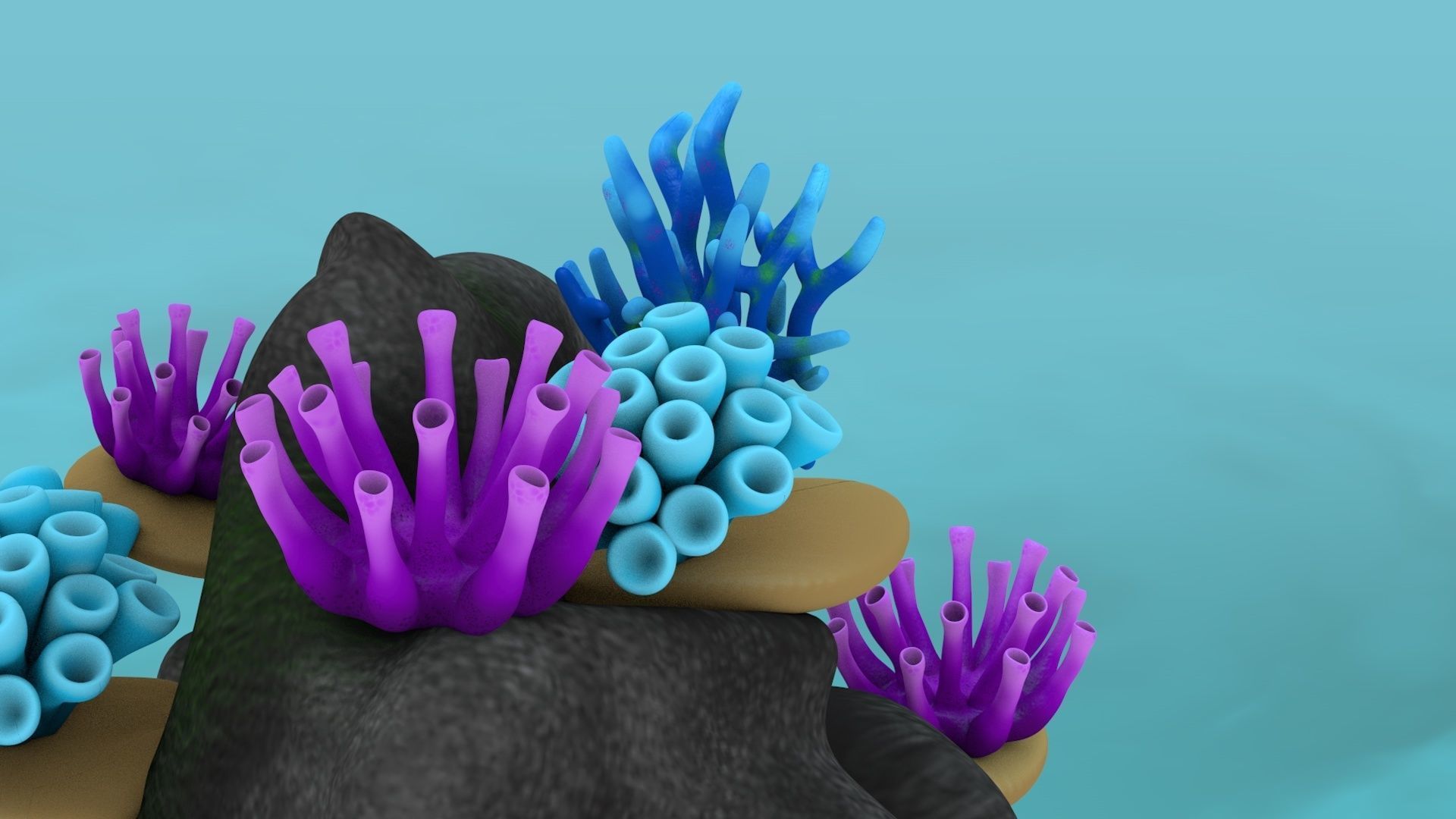 Coral Reef 3D model_9