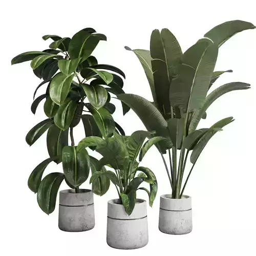 Collection Indoor plant 67 concrte dirt vase plant pot