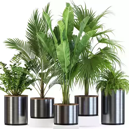 Plants collection 543 3D model