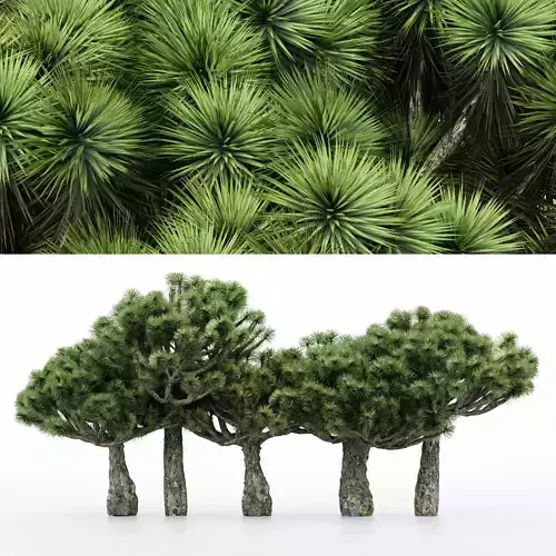 5diffrent tree Dracaena 5 trees Models in the scene