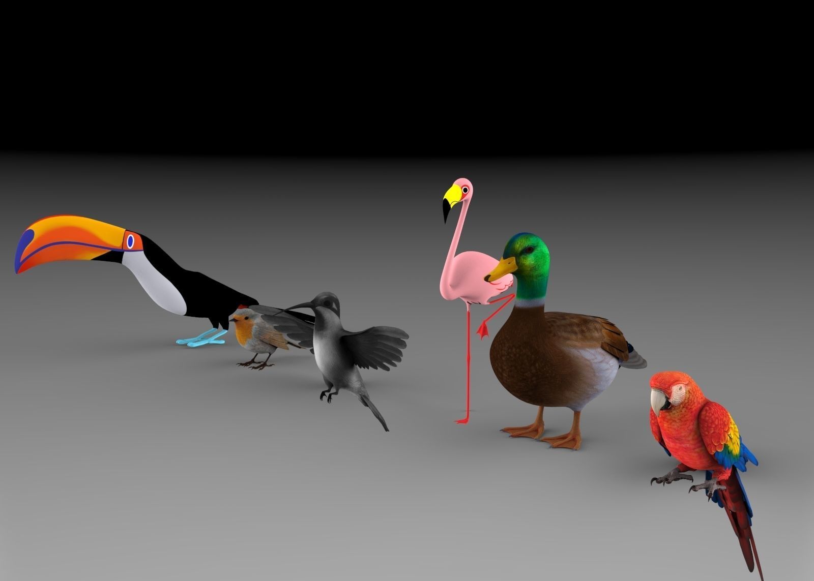 Bird Group Parrot Toucan Robbin Duck Hummingbird 3D model_1