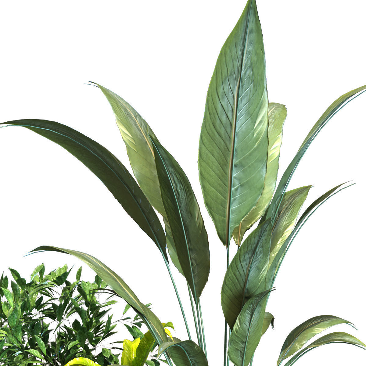 plant in box set 091 Low-poly 3D model_5