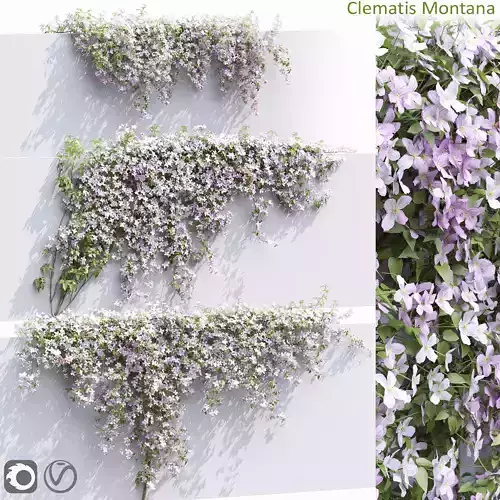 Clematis Montana 01 3D model