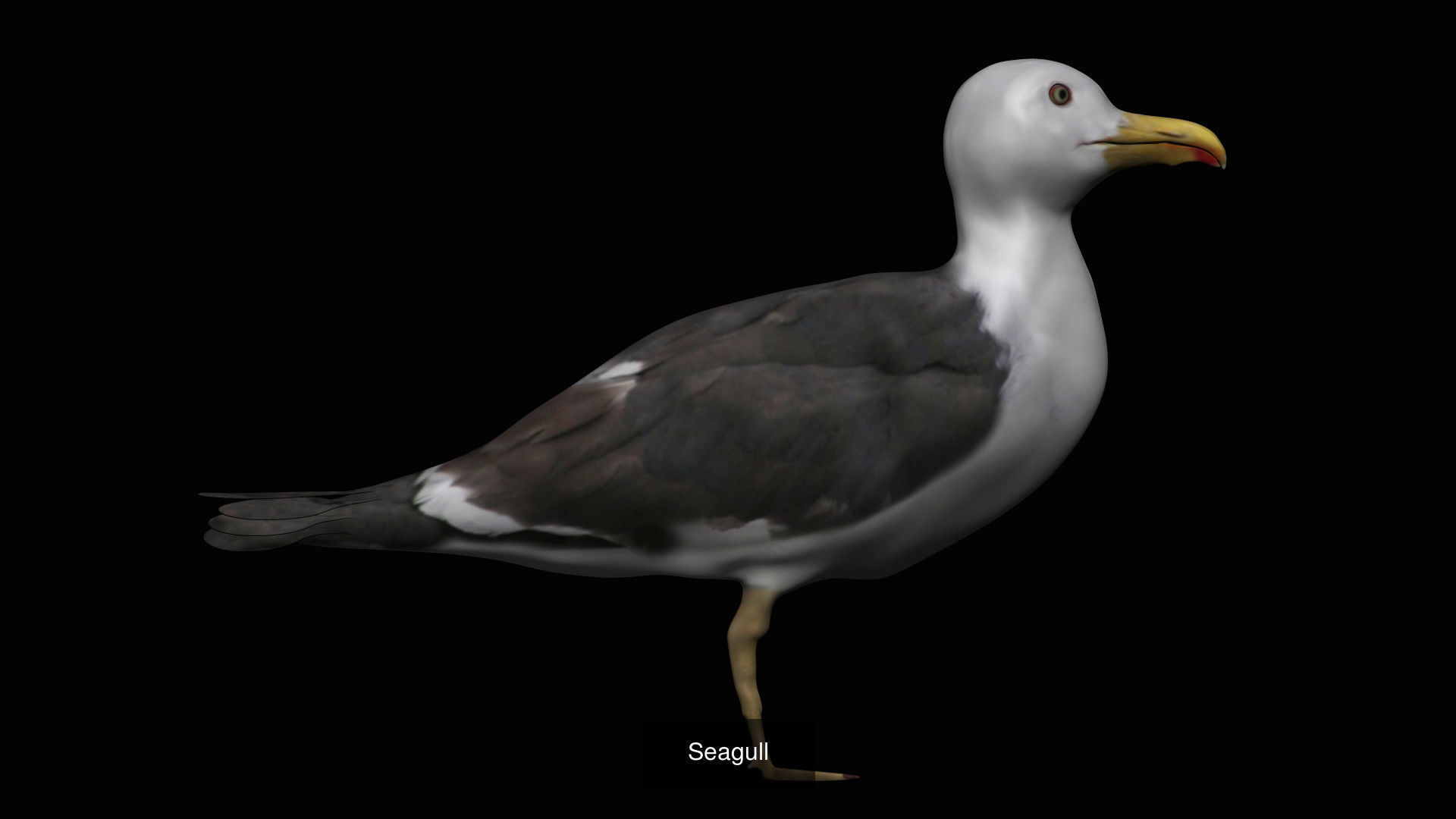 Seagull idle stand and flight 3d model collection _2