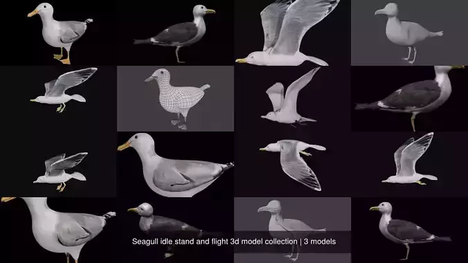 Seagull idle stand and flight 3d model collection 