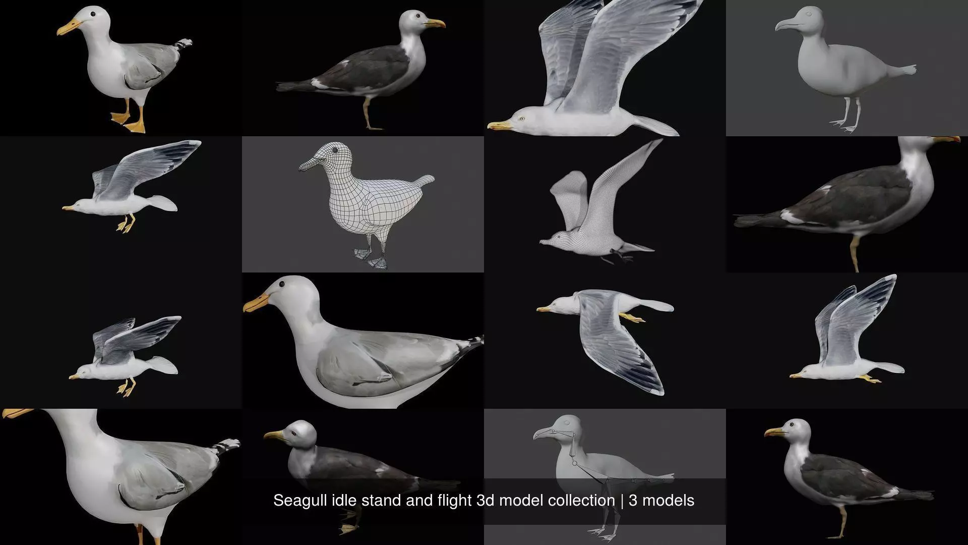Seagull idle stand and flight 3d model collection _0