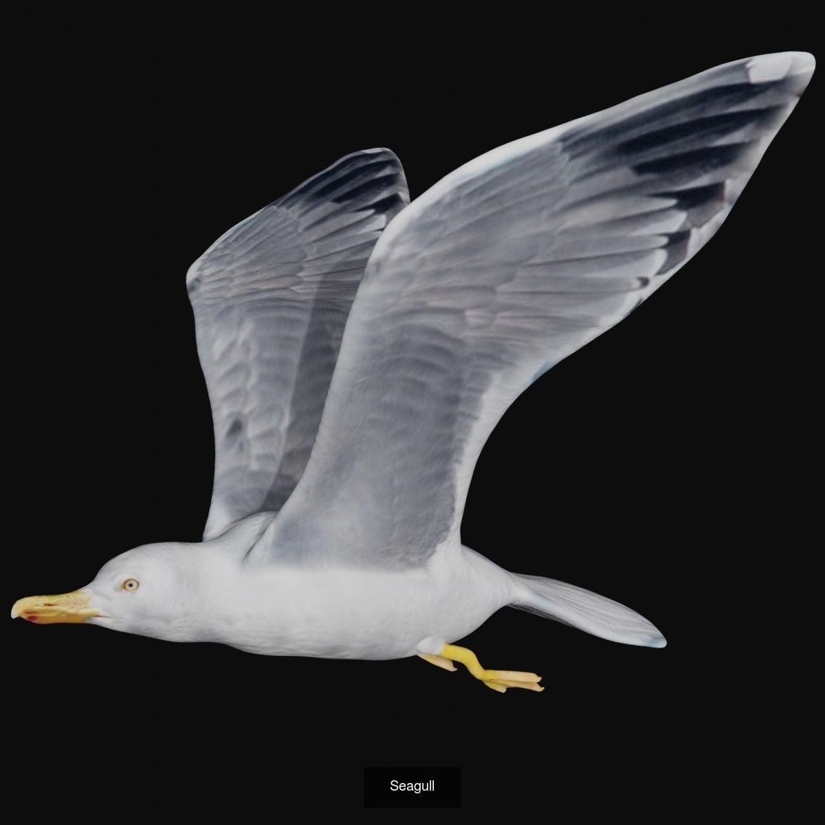Seagull idle stand and flight 3d model collection _3