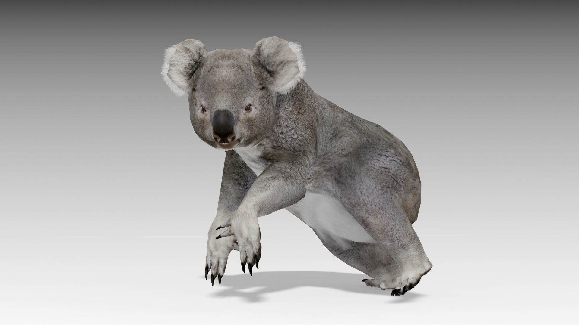 Koala Low-poly 3D model_7