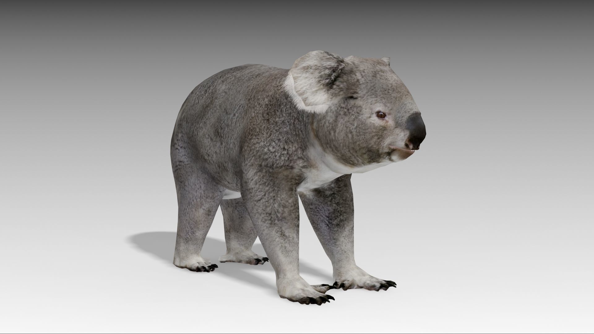 Koala Low-poly 3D model_2