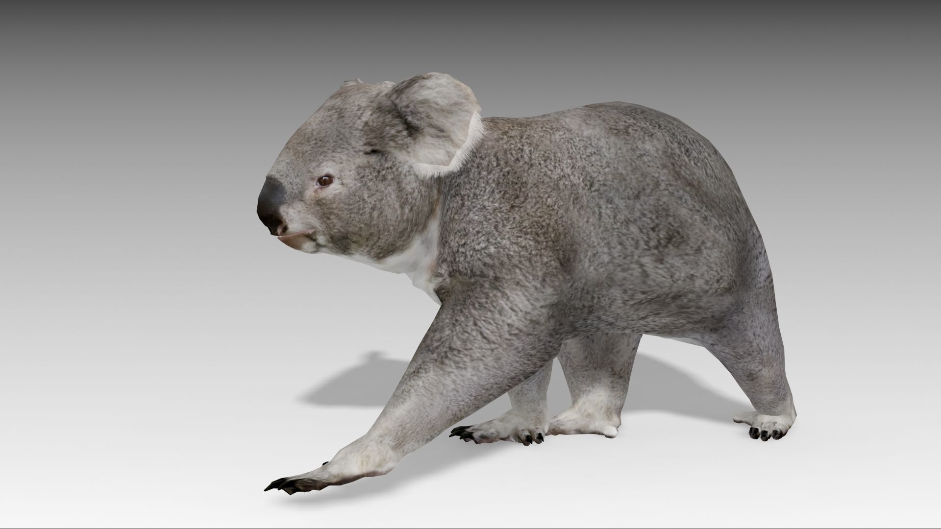 Koala Low-poly 3D model_3