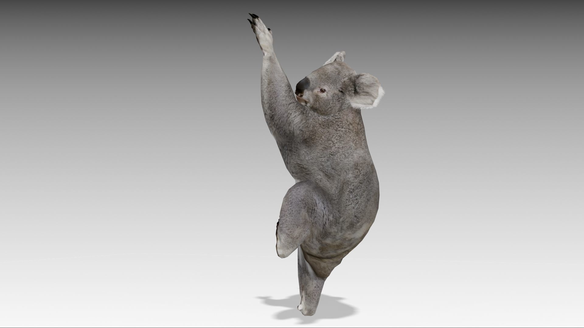 Koala Low-poly 3D model_4