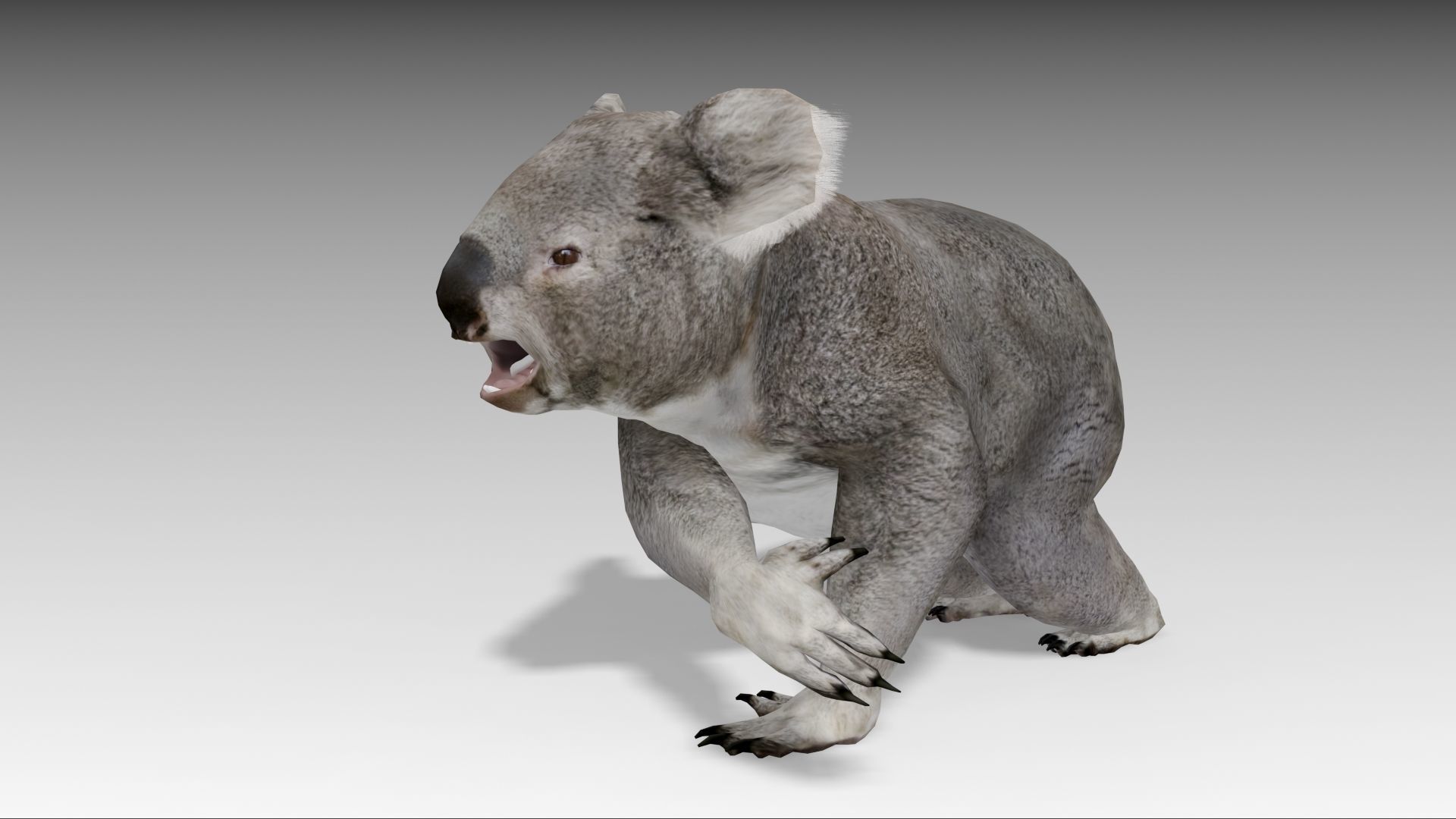 Koala Low-poly 3D model_6