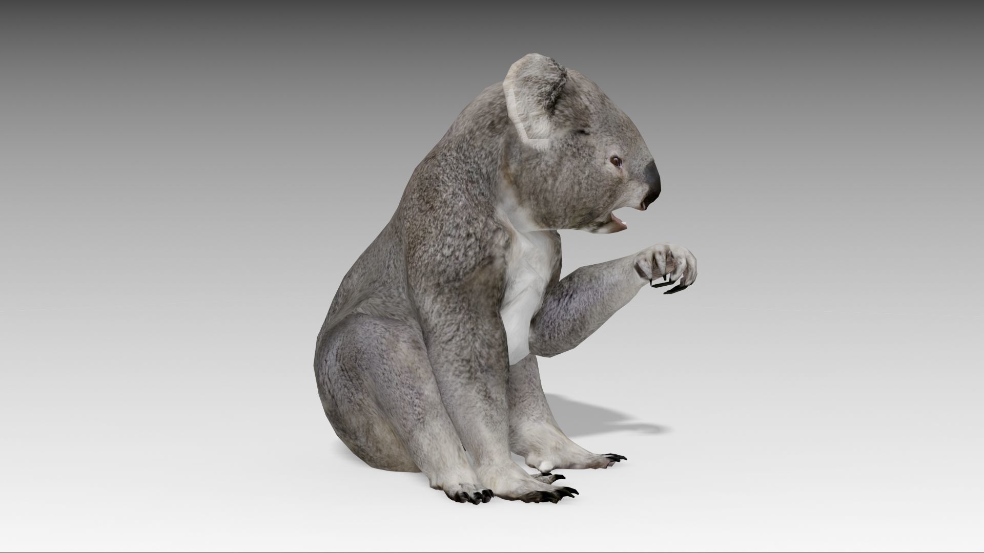 Koala Low-poly 3D model_8