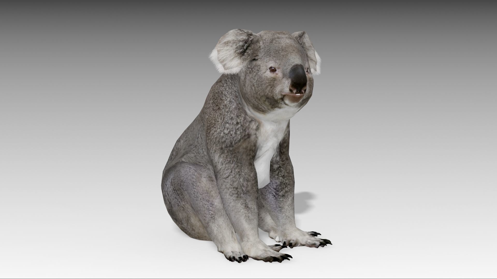 Koala Low-poly 3D model_9