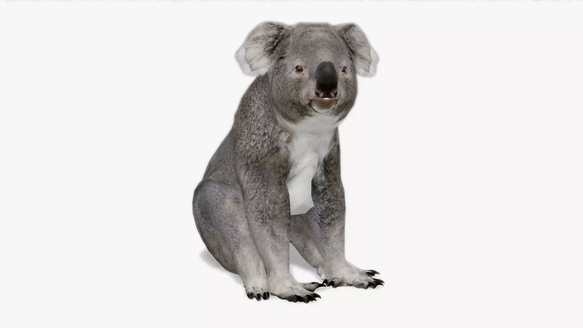 Koala Low-poly 3D model_0