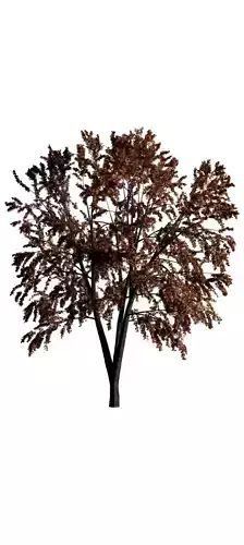 Tree with many branches curve Free 3D model