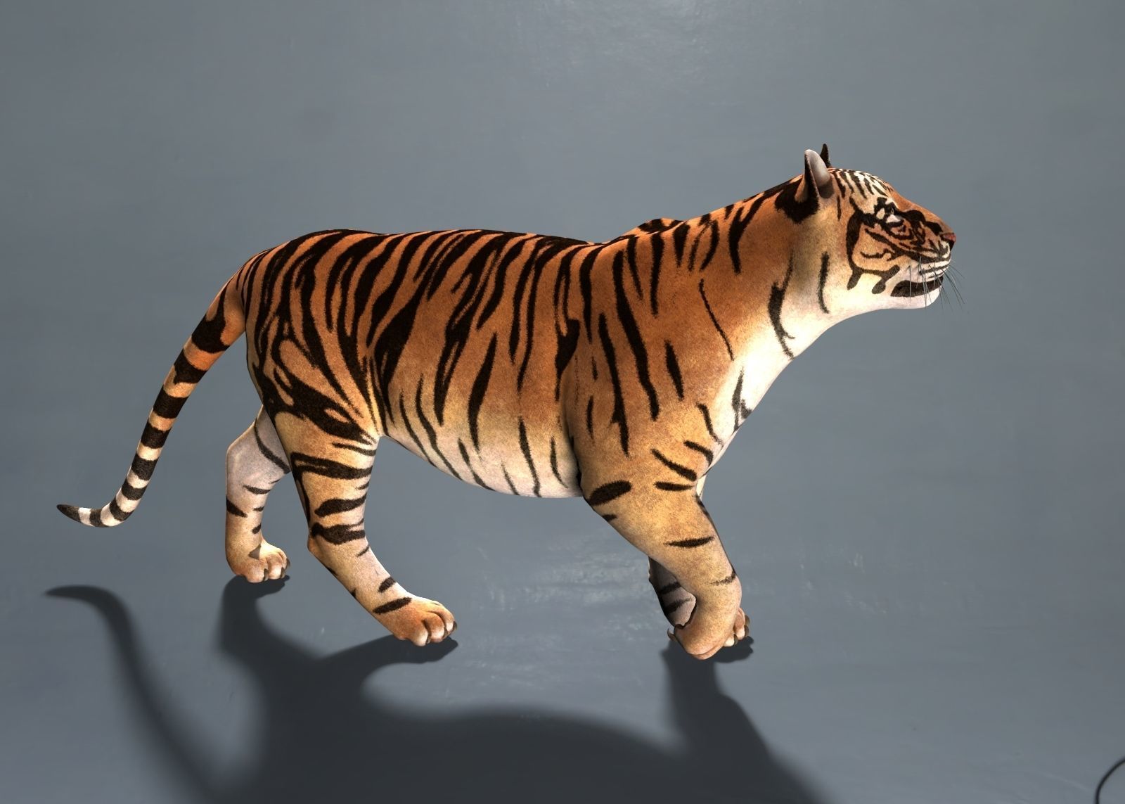 Tiger 3D model_1