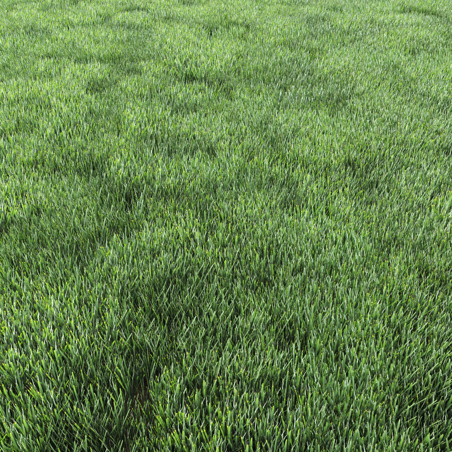 4 grass for landscape with corona scatter 3D model_5