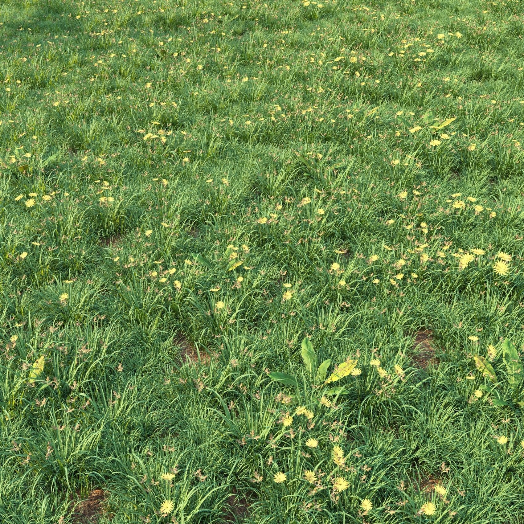 4 grass for landscape with corona scatter 3D model_11