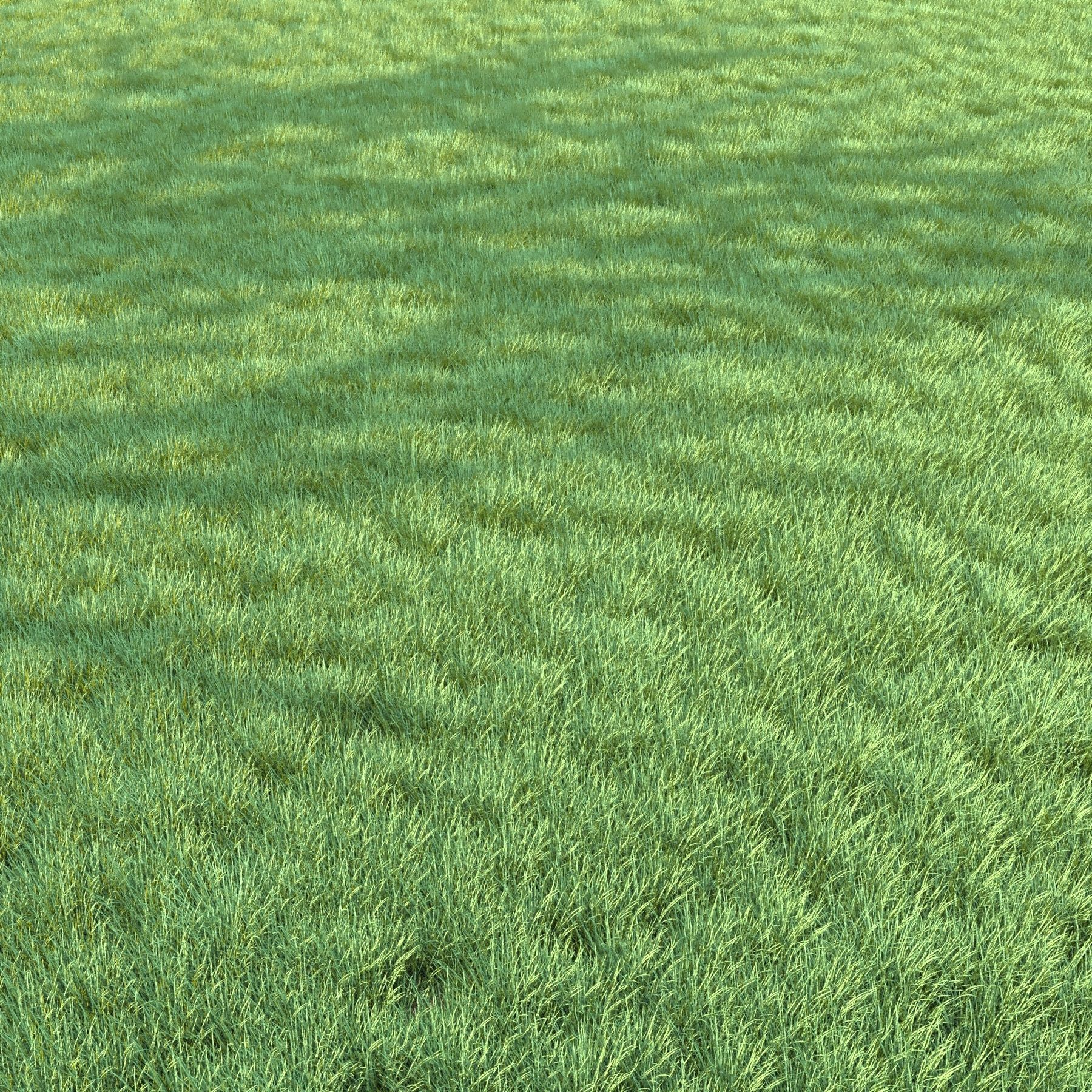 4 grass for landscape with corona scatter 3D model_3