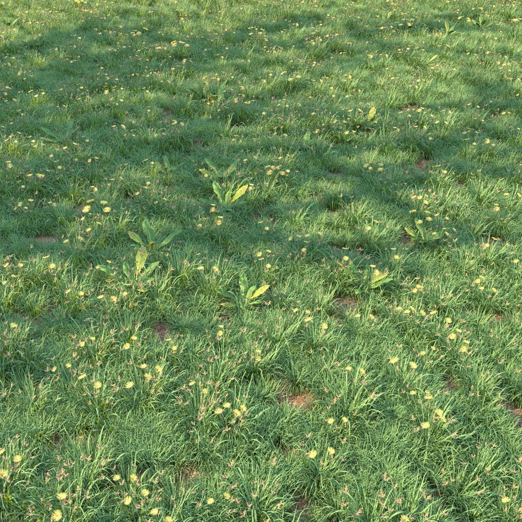 4 grass for landscape with corona scatter 3D model_4