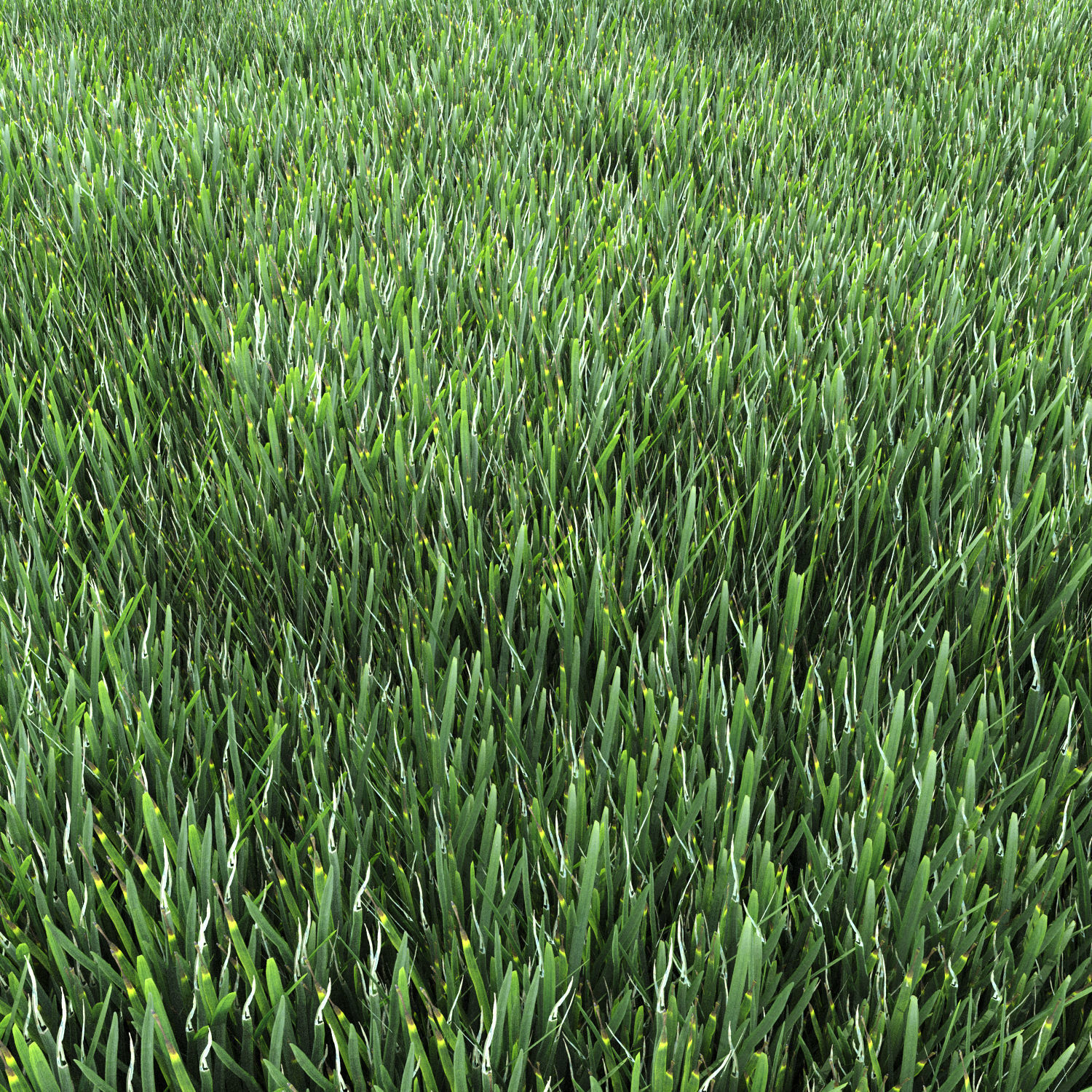 4 grass for landscape with corona scatter 3D model_7
