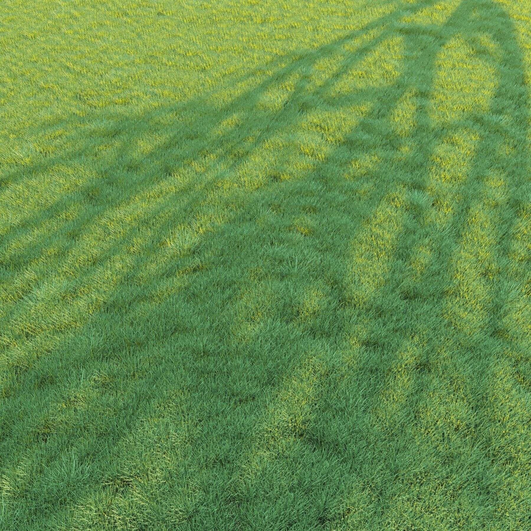 4 grass for landscape with corona scatter 3D model_2