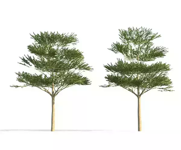 Terminalia ivorensis Tree Growfx with Animation 100 frame Loop 3D model