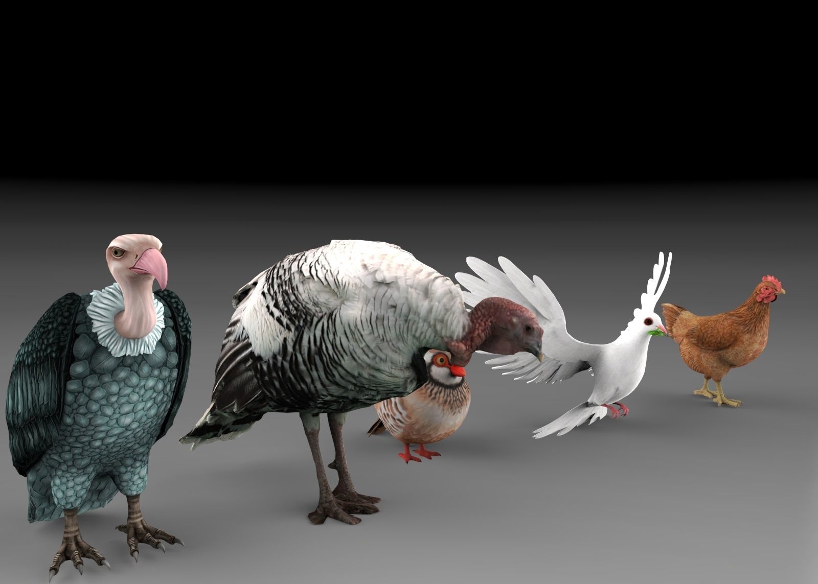 Bird group Chicken dove peace partridge vulture and turkey 3D model_1
