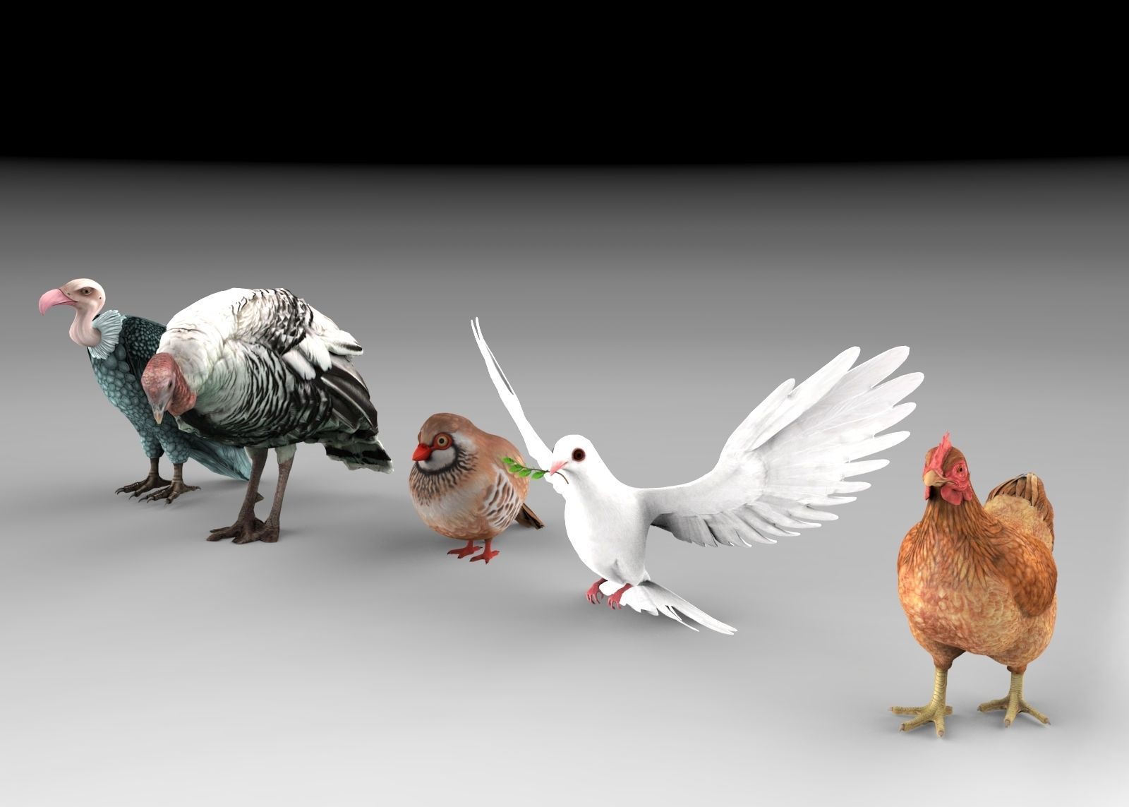 Bird group Chicken dove peace partridge vulture and turkey 3D model_2