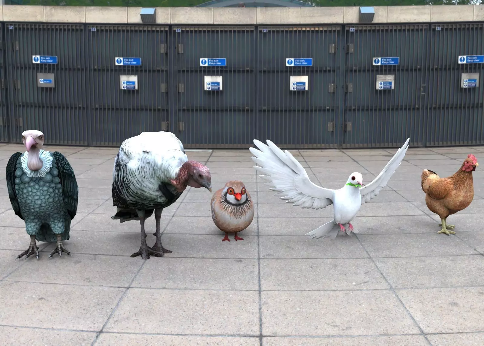 Bird group Chicken dove peace partridge vulture and turkey 3D model_0