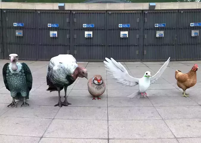 Bird group Chicken dove peace partridge vulture and turkey 3D model