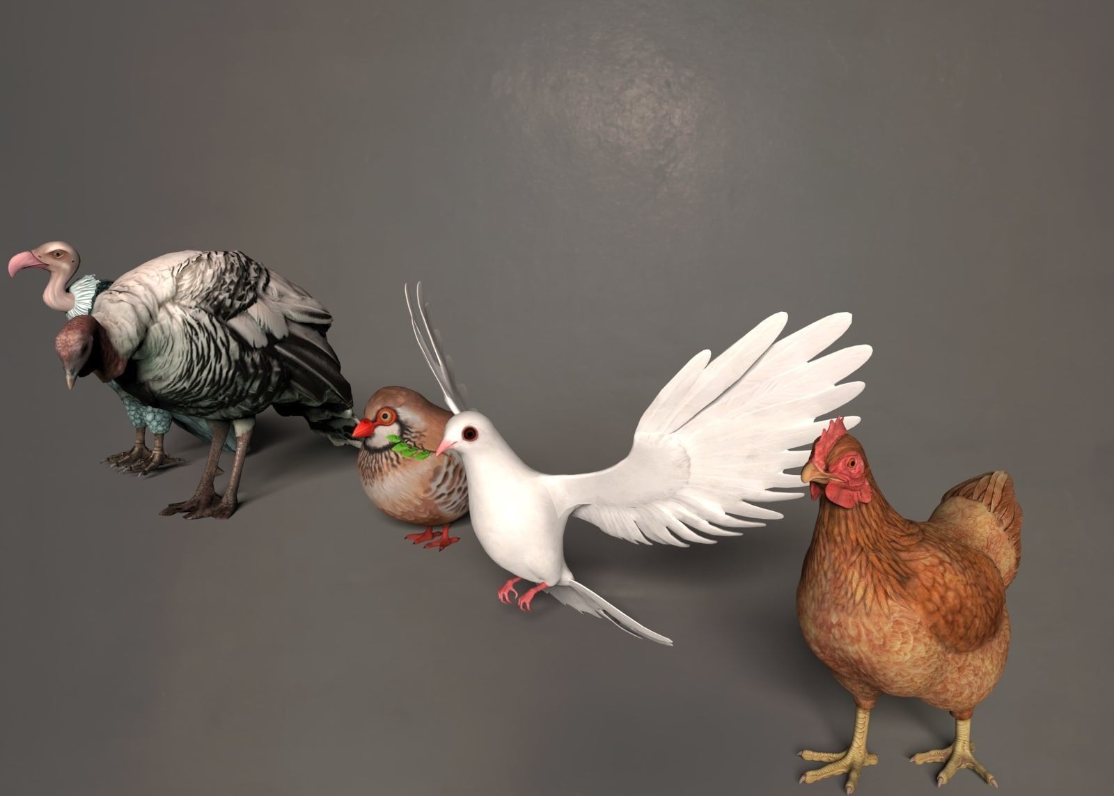 Bird group Chicken dove peace partridge vulture and turkey 3D model_3
