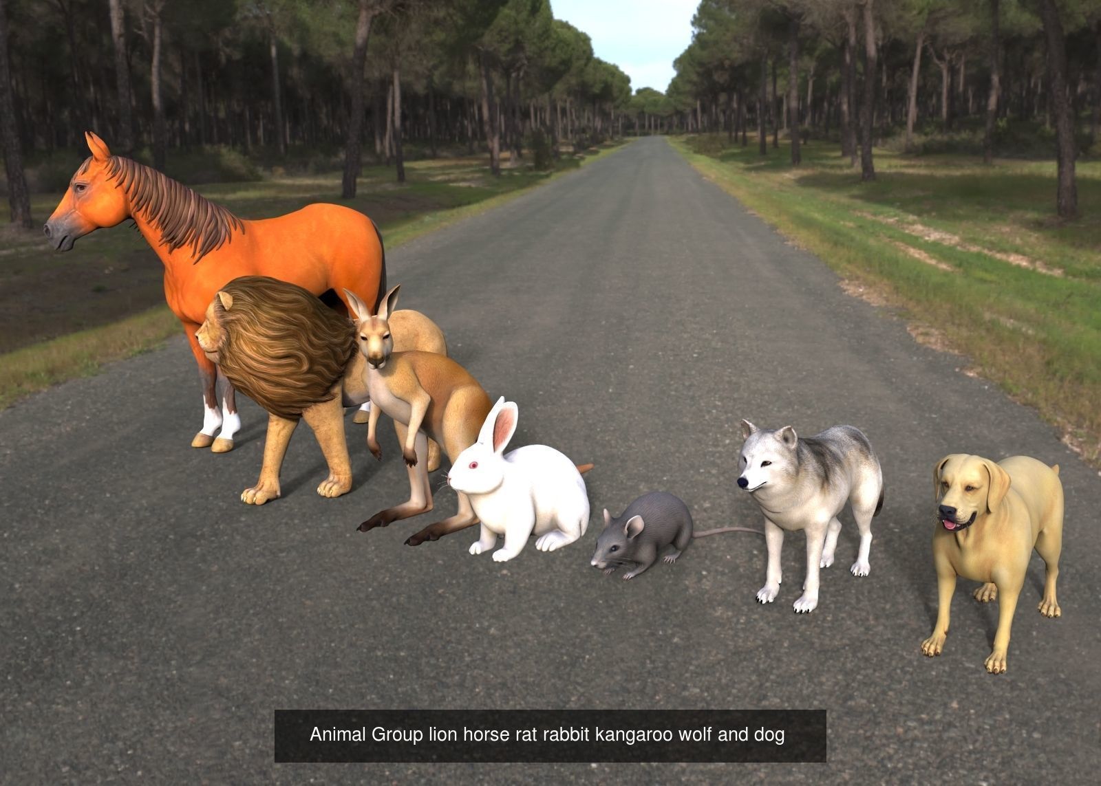 Animal and Bird collection of large number with premium quality _8