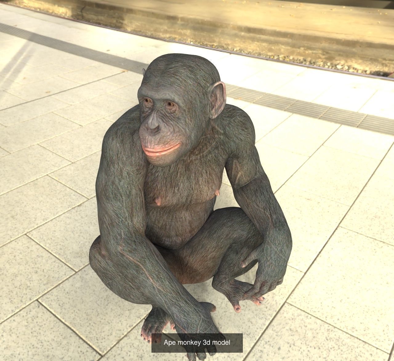 Animal and Bird collection of large number with premium quality _5