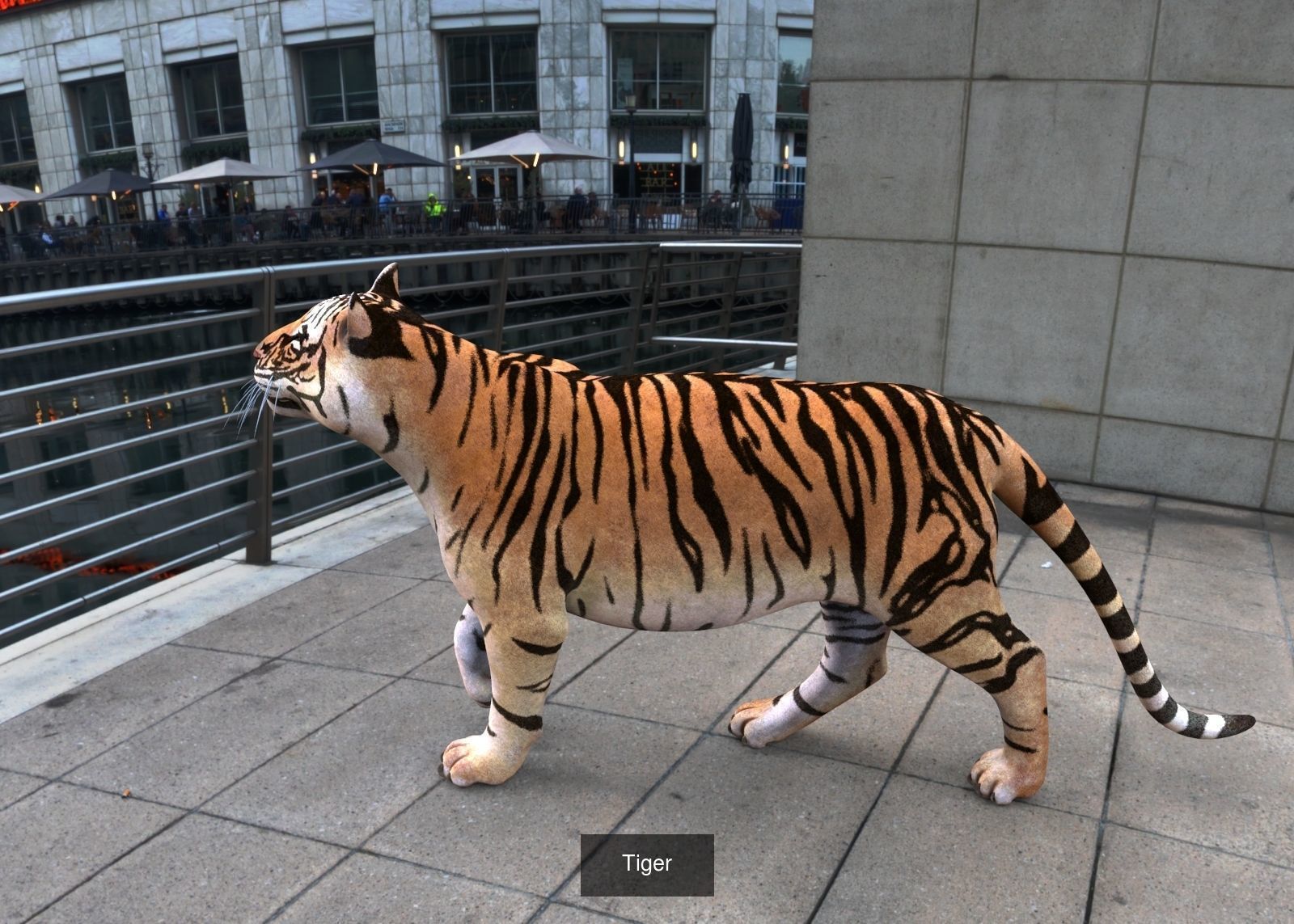 Animal and Bird collection of large number with premium quality _4